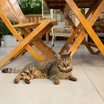 Kaya
